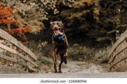 Silly Dog Running