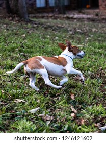 Silly Dog Running