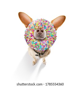 silly dumb crazy  dog with a donut in its face looking funny , isolated on white background