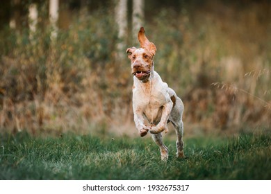 Silly Face Bracco Italiano Pointer Running Hunting Dog Running In Grass Fowling, Summer Evening 