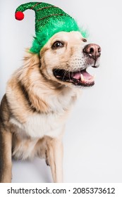 Silly Festive Yellow Labrador Retriever Shepherd Dog Mixed Breed In Christmas Elf Hat Funny Smiling Goofy Isolated On White Background