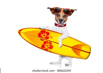 silly funny cool  surfer dog holding  fancy surf board , isolated on white background