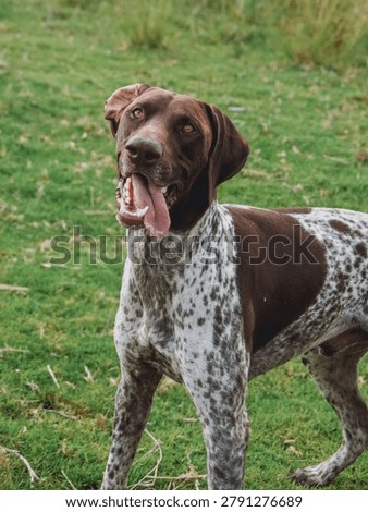silly German Shorthaired Pointer GSP in the field 