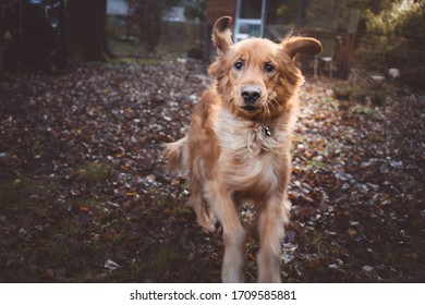 Silly Golden Retriever Dog Running