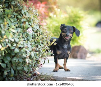 Silly grinning dachshund with ear folded back waits for an invitation to play