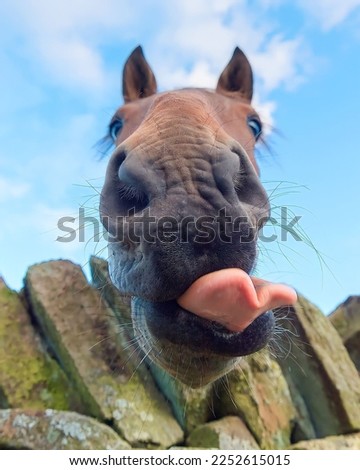 Silly Horse Looking at camera . Horse on nature. Portrait of a horse, brown horse