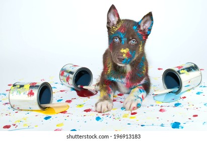 Silly Husky Puppy That Looks Like He Got Into A Bunch Of Paint Cans And Made Himself A Mess.