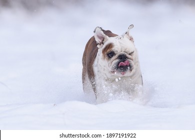 Silly isolated English bulldog having fun in the snow on a cold winter day