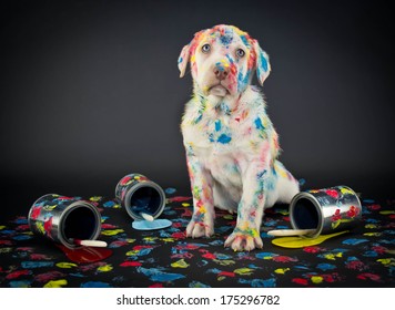 A Silly Lab Puppy Looking Like He Just Got Caught Getting Into Paint Cans And Making A Colorful Mess.