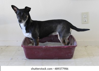 Silly Little Dog Using The Litter Box