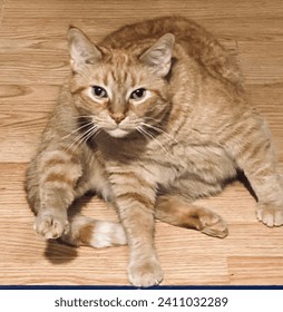 Silly orange ginger cat doing stretches prior to staging a coup plotting household chaos and planning world domination