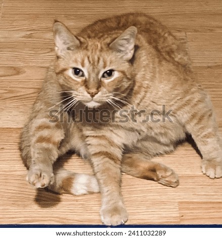 Silly orange ginger cat doing stretches prior to staging a coup plotting household chaos and planning world domination