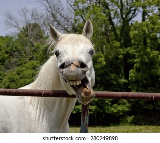Silly white Arabian horse with twisted mouth