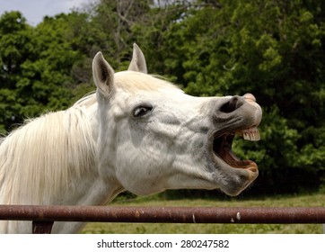 Silly White Horse With Mouth Open Facing Right