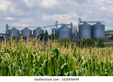 Silo in a corn field. Agricultural Silos. Storage and drying of grains.