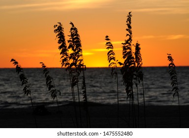 Silohuette Of Seaoats At Sunset On Beach