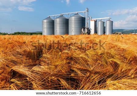 Silos in a barley field. Storage of agricultural production.