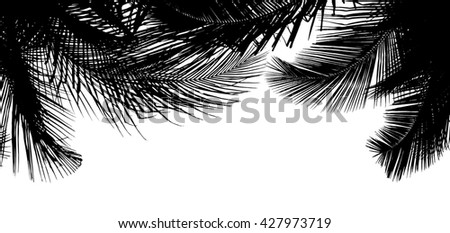 Silouette of beautiful palms leaves, isolated on white