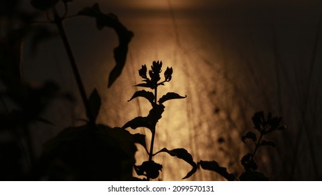 Silouette Of Field Grass At Sunset As Background