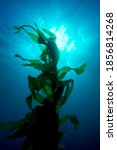 Silouette of giant kelp framed against the sun and sunrays in clear water