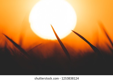 Silouette Grass Leaf On Sunset Background