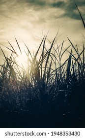 Silouette Of The Grass At The Morning