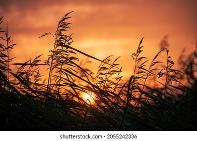 Silouette Of Sea Grass At Sunset