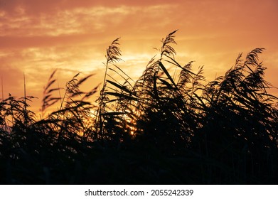 Silouette Of Sea Grass At Sunset