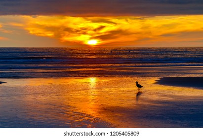 Silouette Of A Seagull On The Beach At Sunset, Seaside, Oregon Coast