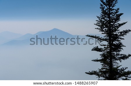 Silouette of a Spruce tree with the misty Blue Ridge Mountains in the background.