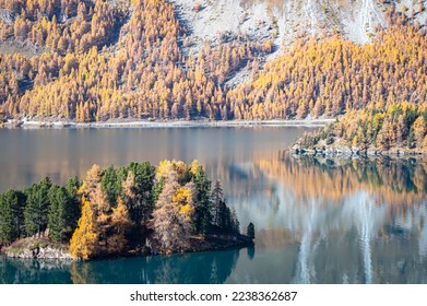 Sils Lake (Lej da Segl) with golden larch trees in October. A lake in Engadin Valley, Switzerland.
