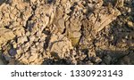 silt soil is a high fertility soil for agriculture, Silt is granular material of a size between sand and clay