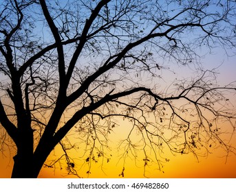 siluette tree