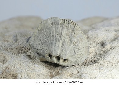 Silurian Brachiopod Fossil From Saarenmaa Estonia