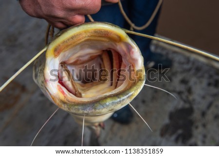 Silurus glanis, catfish after fight on the gras with fishing rod, France Stock photo © 