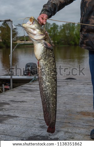 Silurus glanis, catfish after fight on the gras with fishing rod, France Stock photo © 
