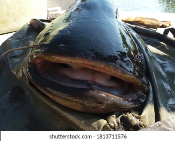 Silurus Glanis Wels Catfish Open Mouth