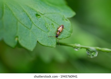 Silvan Flat Bark Beetle On Leaf