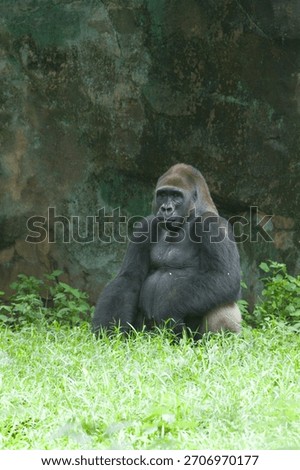 a silver ack gorilla sitting on the grass observing the surroundings