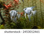 Silver angelfish in an aquarium