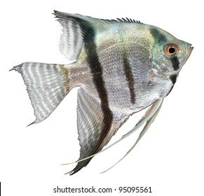 Silver Angelfish Isolated On White Background