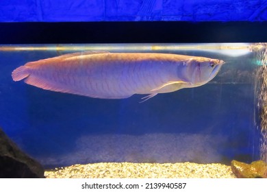 Silver arowana, Osteoglossum bicirrhosum, front part of the body, swimming in aquarium tank, with a blue background. Bonytongues fish, Asian Arowana fish