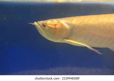 Silver arowana, Osteoglossum bicirrhosum, front part of the body, swimming in aquarium tank, with a blue background. Bonytongues fish, Asian Arowana fish