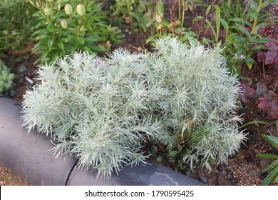 Silver Artemisia Schmitiana Provermound, also known as SilverMound, a proverbial factory. It's a kind of mugwarts.