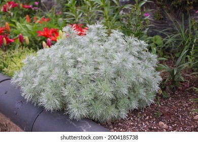 Silver Artemisia Schmitiana Provermound is also known as the famous plant SilverDowds. It's kind of mugwarts.