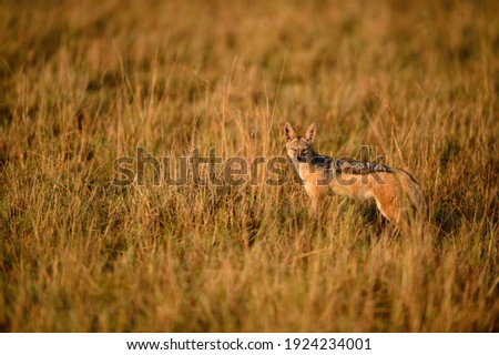 Similar – Image, Stock Photo Cheer up! Animal