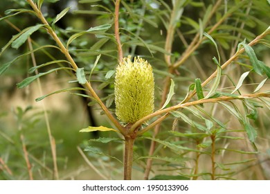 Silver Banksia (Banksia Marginata) Growing In Natural Woodland