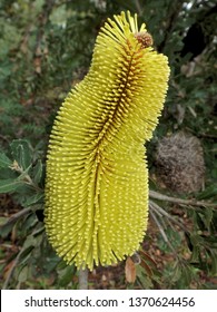 Silver Banksia (Banksia Marginata) Inflorescence, South Australia