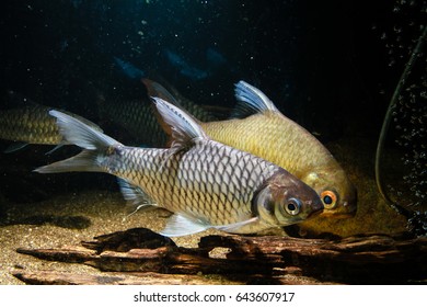 50 Puntius Gonionotus Images, Stock Photos & Vectors | Shutterstock