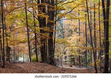 Silver Beech Tree  Against The Dry Leaves 